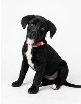 Finn -  Shepherd and Mixed Breed Dog for Adoption in Hudson, New York - Finn | PetCurious
