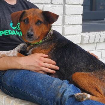 Rescue Australian Cattle Dog Blue Heeler and Beagle Dogs for Adoption in Gallatin, Tennessee - Millie | PetCurious
