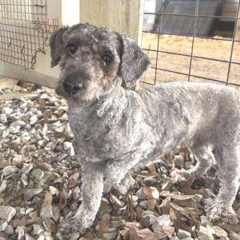 Poodle Dogs Available for Adoption - Noodles | PetCurious