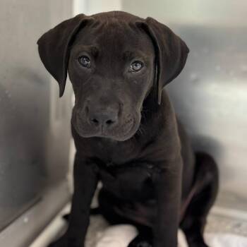 Cosmo -  Black Labrador Retriever Dog for Adoption in Freeport, Florida - Cosmo | PetCurious