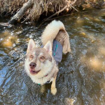 Lobo -  Siberian Husky Dog for Adoption in Torrance, California - Lobo | PetCurious