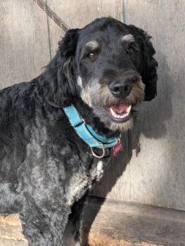 Winnie -  Bernadoodle and Bernese Mountain Dog Dog for Adoption in Coeur D