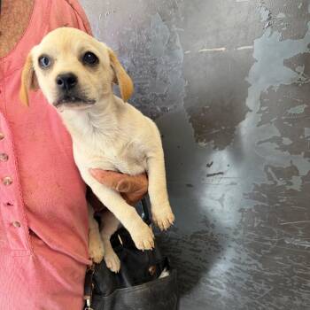 Chihuahua and Mixed Breed Dogs Available for Adoption in Yuma, Arizona - Sage | PetCurious