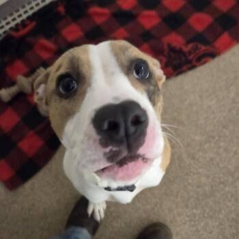 Allie -  Mixed Breed Dog for Adoption in Ballston Spa, New York - Allie | PetCurious