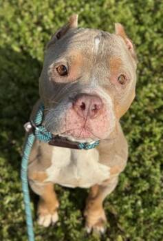 American Staffordshire Terrier Dogs Available for Adoption in Fort Lauderdale, Florida - ASIA | PetCurious