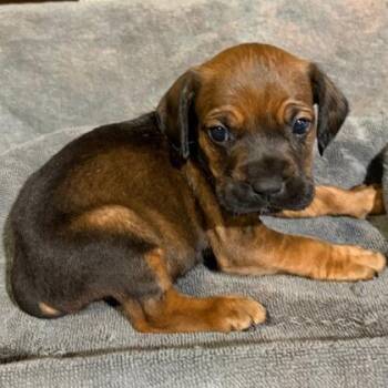 Mixed Breed Dogs Available for Adoption in West Chester, Pennsylvania - Itadori | PetCurious