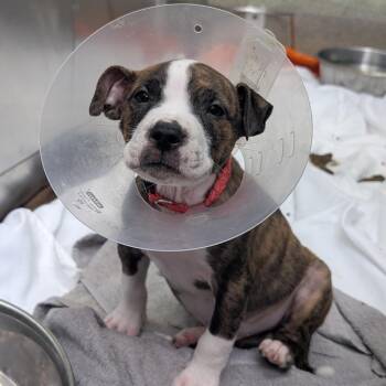 Barrel [red] -  Pit Bull Terrier Dog for Adoption in Baltimore, Maryland - Barrel [red] | PetCurious