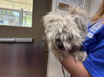 Yorkshire Terrier and Maltese Dogs Available for Adoption - LOLA | PetCurious