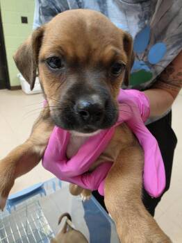 Oolong -  Jack Russell Terrier and Feist Dog for Adoption in Burnsville, North Carolina - Oolong | PetCurious