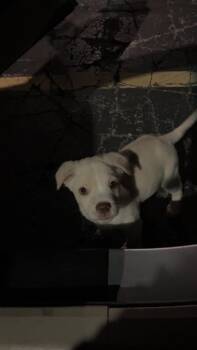 English Shepherd and Labrador Retriever Dogs Available for Adoption in Kalamazoo, Michigan - Malakai - In Foster | PetCurious