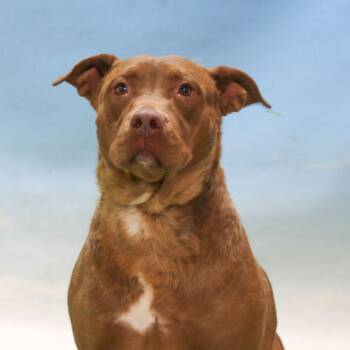 Rescue American Staffordshire Terrier and Australian Shepherd Dogs for Adoption in Casa Grande, Arizona - Armani | PetCurious