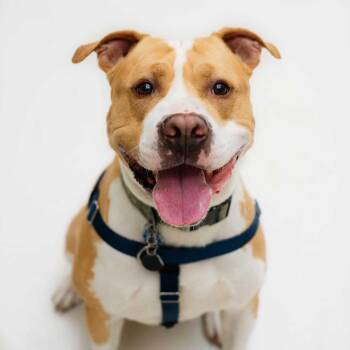 Tyson -  Pit Bull Terrier Dog for Adoption in Warwick, Rhode Island - Tyson | PetCurious