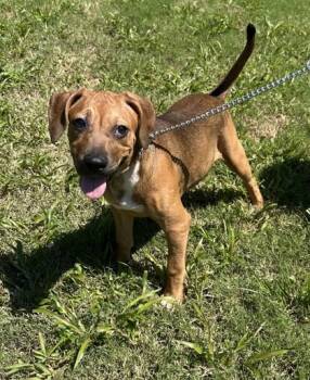 Rescue Boxer and Mixed Breed Dogs for Adoption in Moultrie, Georgia - Amelia | PetCurious