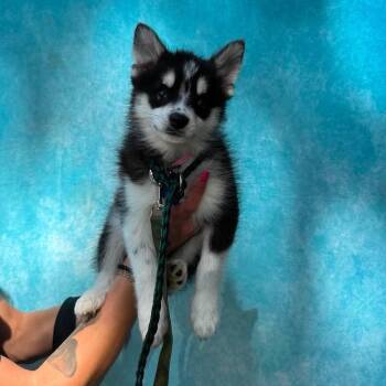 Rita Hayworth -  Pomeranian and Husky Dog for Adoption in Campton Hills, Illinois - Rita Hayworth | PetCurious