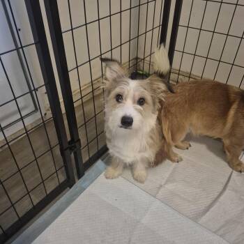 Alex -  Corgi and Maltese Dog for Adoption in Olympia, Washington - Alex | PetCurious