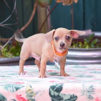 Chihuahua Dogs Available for Adoption in Wake Forest, North Carolina - Meatball | PetCurious