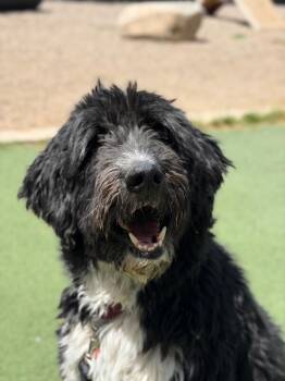 Griffin -  Poodle and Mixed Breed Dog for Adoption in Fruit Heights, Utah - Griffin | PetCurious