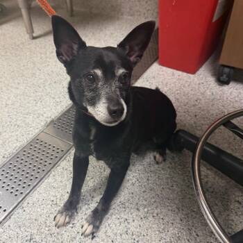 Chase -  Chihuahua and Mixed Breed Dog for Adoption in Reno, Nevada - Chase | PetCurious