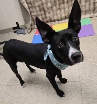 Balerion -  Mixed Breed Dog for Adoption in Hamilton, Ohio - Balerion | PetCurious
