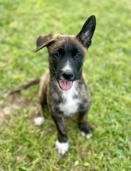 Dutch Shepherd and Belgian Shepherd Malinois Dogs Available for Adoption in Gulfport, Mississippi - Robbie | PetCurious