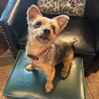 Remy -  Yorkshire Terrier Dog for Adoption in Philadelphia, Pennsylvania - Remy | PetCurious