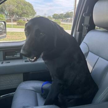 Black Labrador Retriever Dogs Available for Adoption in Portland, Texas - Starie | PetCurious