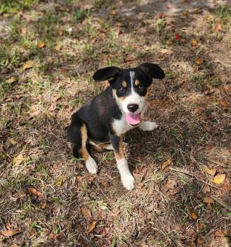 Sparkler Freedom -  Shepherd and Labrador Retriever Dog for Adoption in South Kingstown, Rhode Island - Sparkler Freedom | PetCurious