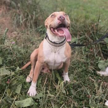 Rescue American Staffordshire Terrier and Labrador Retriever Dogs for Adoption in Lancaster, Ohio - Rascal | PetCurious