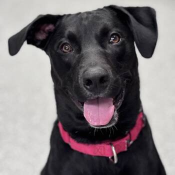 Jet -  Mixed Breed Dog for Adoption in Batavia, Ohio - Jet | PetCurious