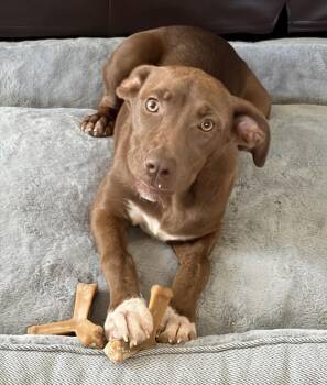 Chocolate Labrador Retriever Dogs Available for Adoption in Elizabeth, Colorado - Coco | PetCurious