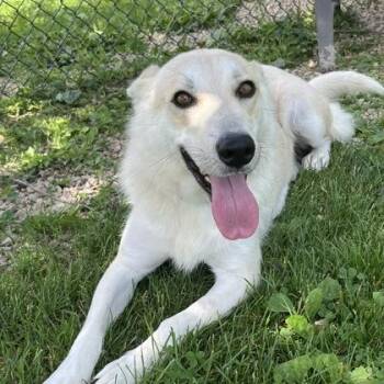 Holly -  Mixed Breed Dog for Adoption in Dubuque, Iowa - Holly | PetCurious
