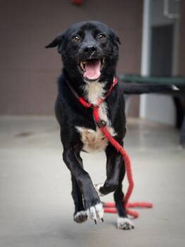 Violette -  Mixed Breed Dog for Adoption in Chamblee, Georgia - Violette | PetCurious