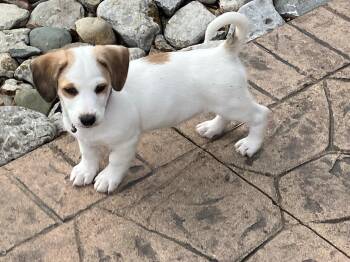 Hound and Basset Hound Dogs Available for Adoption - Santa Rosa | PetCurious