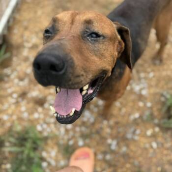 Rescue Hound Dogs for Adoption in Parrish, Alabama - Bulldozer | PetCurious
