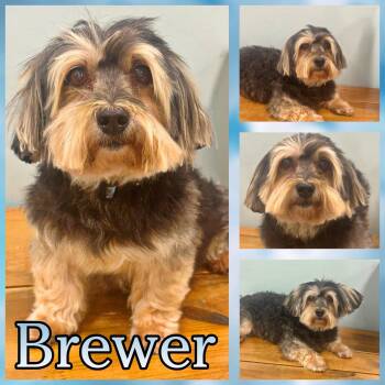 Brewer -  Havanese and Yorkshire Terrier Dog for Adoption in Hatfield, Pennsylvania - Brewer | PetCurious
