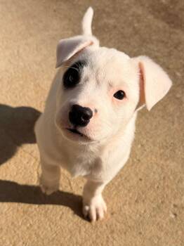 Bulldog Dogs Available for Adoption - Captain | PetCurious