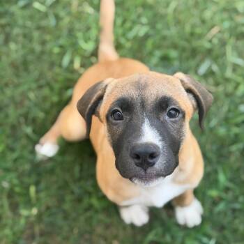 Jellybean -  Mixed Breed and None Dog for Adoption in Brownsboro, Alabama - Jellybean | PetCurious