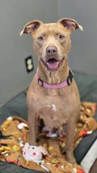 Rescue Pit Bull Terrier and Labrador Retriever Dogs for Adoption in Brewster, New York - Bella The GA Beauty | PetCurious