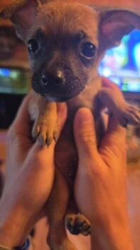 Country Cuties : Hank -  Chihuahua Dog for Adoption in Aurora, Indiana - Country Cuties : Hank | PetCurious