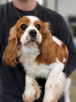 Wrenley -  Cavalier King Charles Spaniel Dog for Adoption in Lima, Ohio - Wrenley | PetCurious