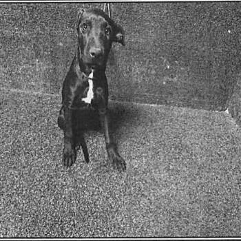 Penelope A5799026 -  Pit Bull Terrier Dog for Adoption in Los Angeles, California - Penelope A5799026 | PetCurious