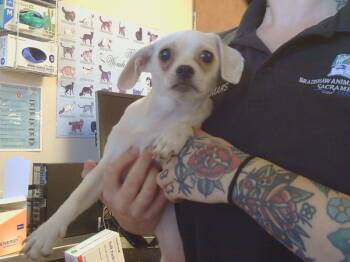 Rescue Chihuahua Dogs for Adoption in Sacramento, California - A904252 | PetCurious