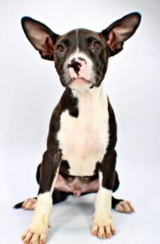 Cookie -  French Bulldog and Australian Shepherd Dog for Adoption in Morton Grove, Illinois - Cookie | PetCurious