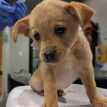 Spaniel and Labrador Retriever Dogs Available for Adoption in Tampa, Florida - Janet Grimes | PetCurious