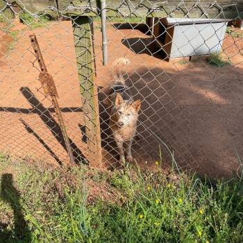 Rescue Siberian Husky Dogs for Adoption in Maryville, Tennessee - Fire | PetCurious