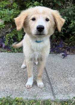 Sunny -  Golden Retriever Dog for Adoption in Helotes, Texas - Sunny | PetCurious