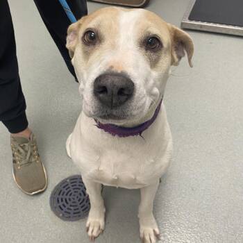 Yellow Labrador Retriever and Terrier Dogs Available for Adoption in Abilene, Texas - Pepper | PetCurious