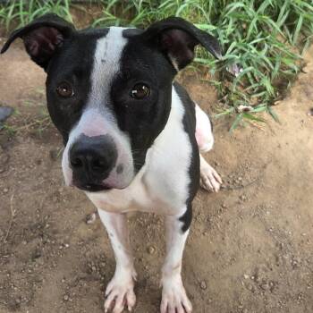 Zeb -  Pit Bull Terrier Dog for Adoption in Columbia, South Carolina - Zeb | PetCurious