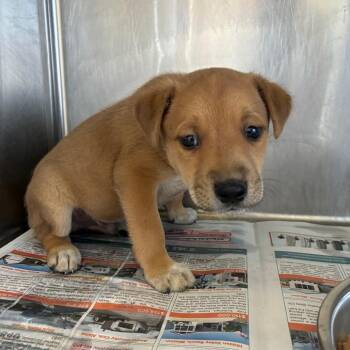 Terrier Dogs Available for Adoption - Tater Tots | PetCurious