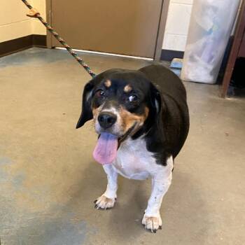 Ruby -  Mixed Breed Dog for Adoption in Memphis, Tennessee - Ruby | PetCurious